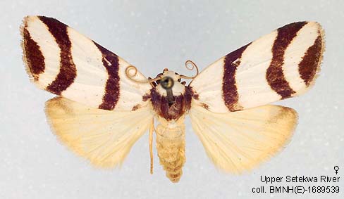Papua Insects Foundation (Lepidoptera/Erebidae(Arctiinae)/Eugoa dissozona)